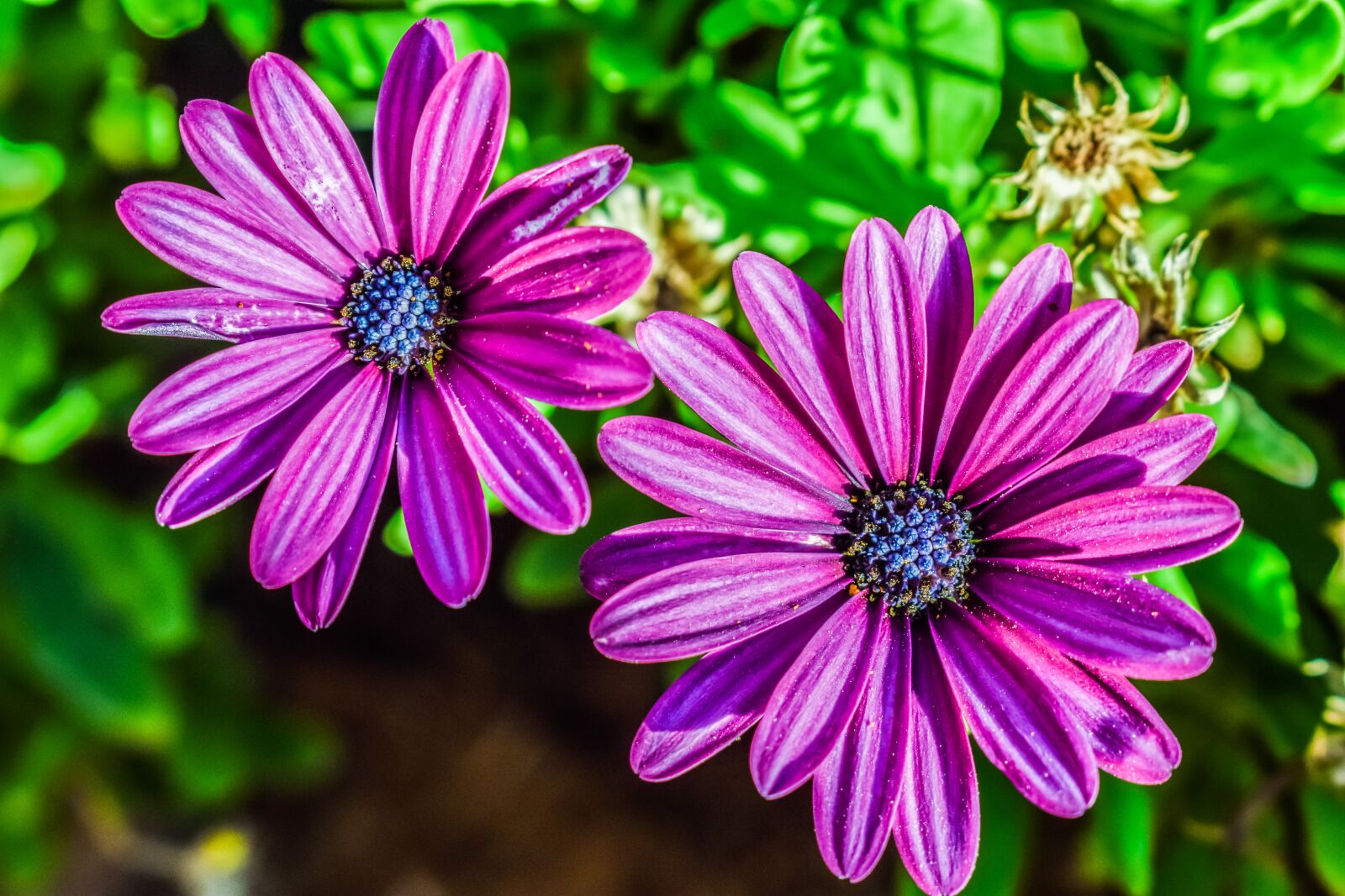 Nikon D3300 sample photo. African daisy, osteospermum, daisybush photography