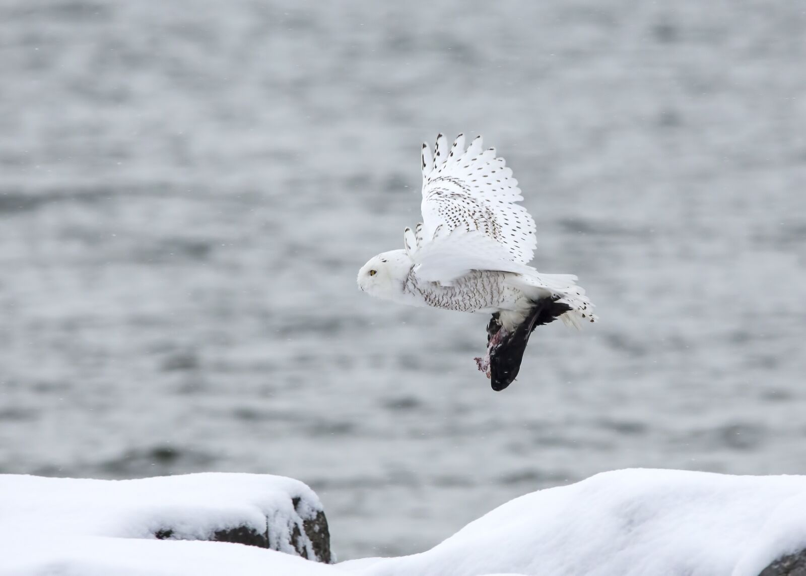 150-600mm F5-6.3 DG OS HSM | Contemporary 015 sample photo. Owl, wildlife, nature photography
