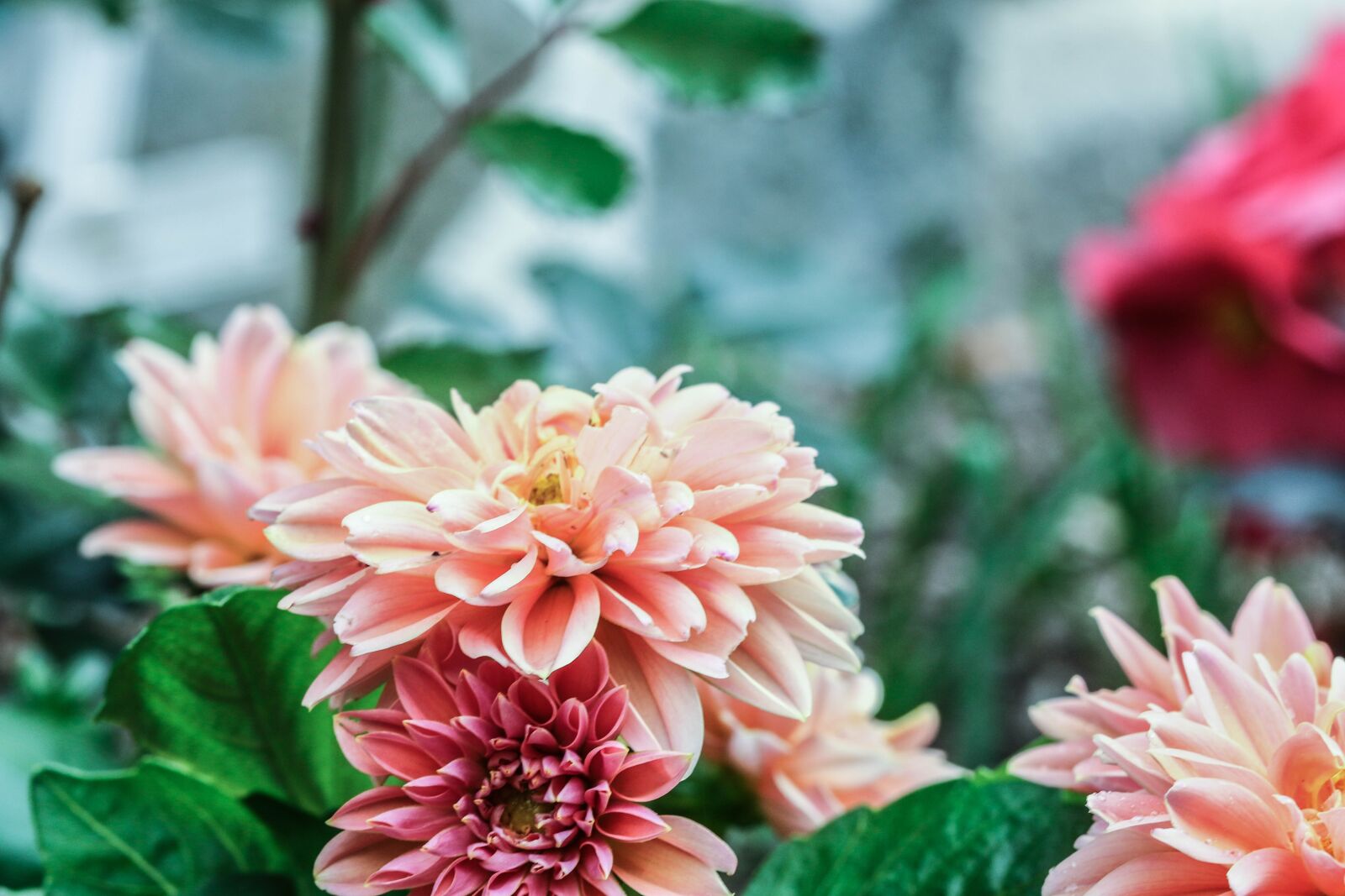 Canon EOS 7D Mark II sample photo. Flower, macro, garden flower photography