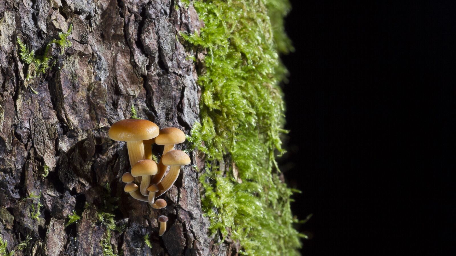 Canon EOS 7D sample photo. Mushroom, moss, forest photography