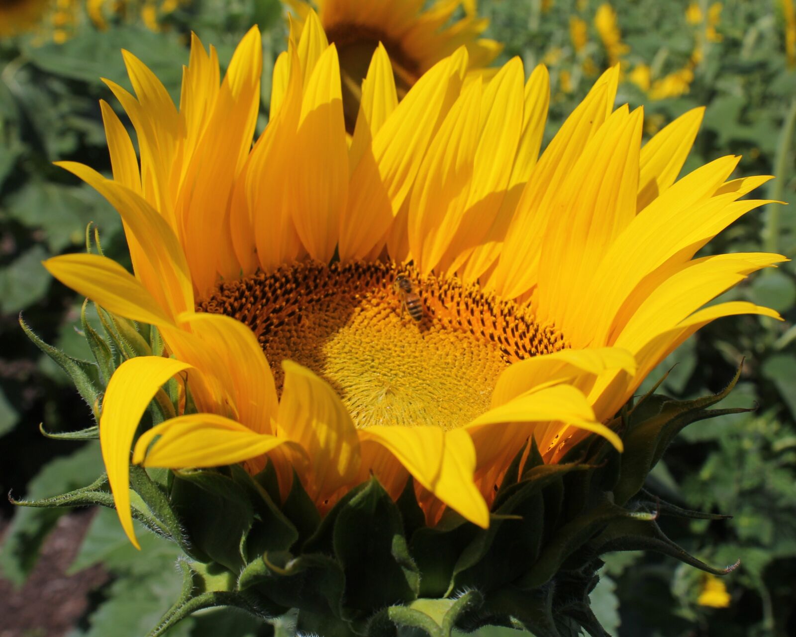 Canon EOS 1100D (EOS Rebel T3 / EOS Kiss X50) sample photo. Sunflower, flower, honeybee photography