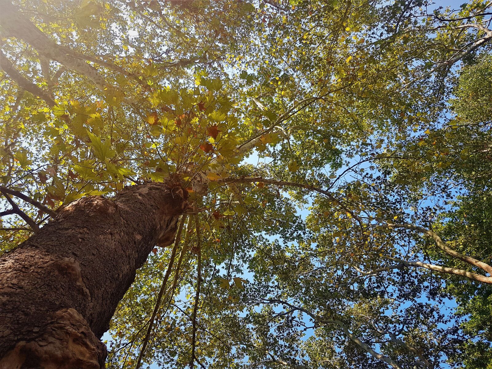Samsung Galaxy S8 sample photo. Tree, branch, leaves photography