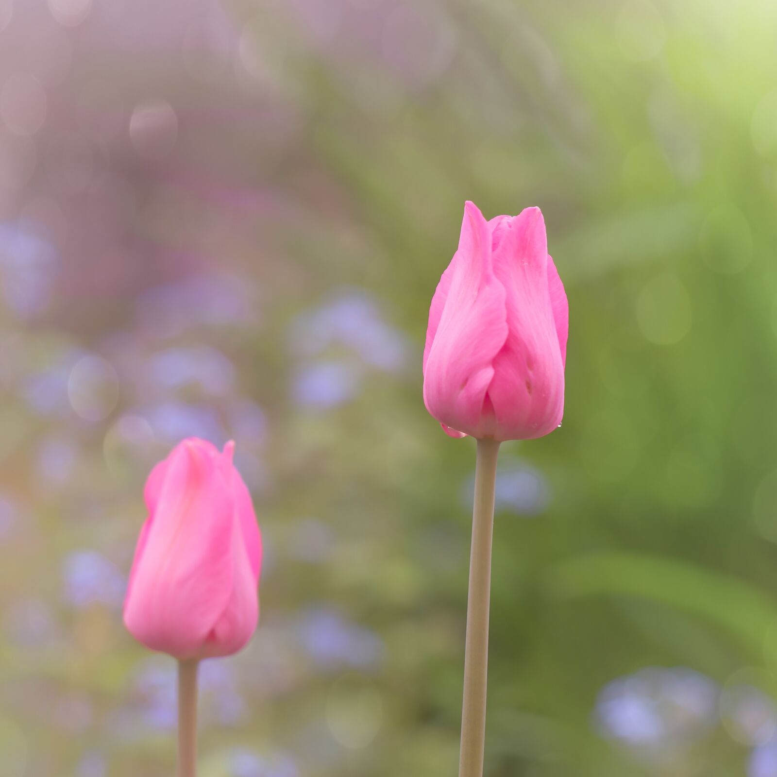 Canon EOS 6D sample photo. Tulip, spring, nature photography