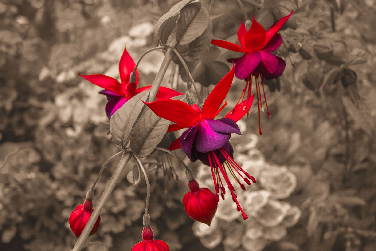 Canon EOS 60D sample photo. Flowers, nature, spring photography