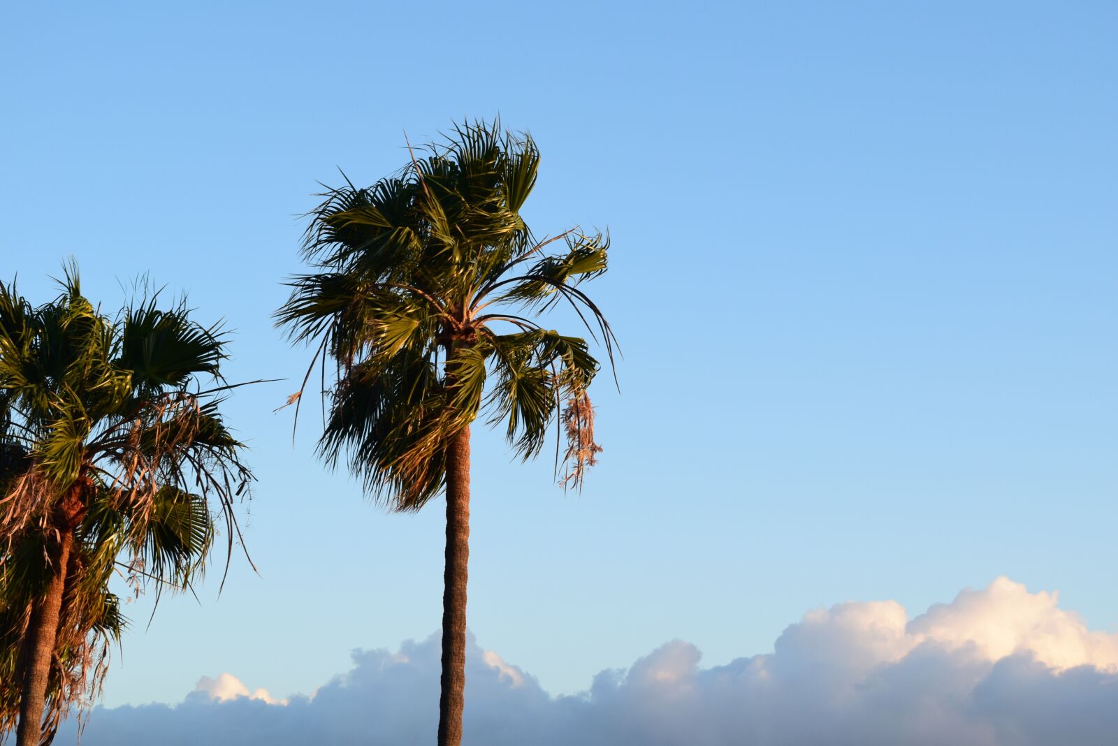 Nikon D3300 sample photo. Malibu, palm trees, sky photography