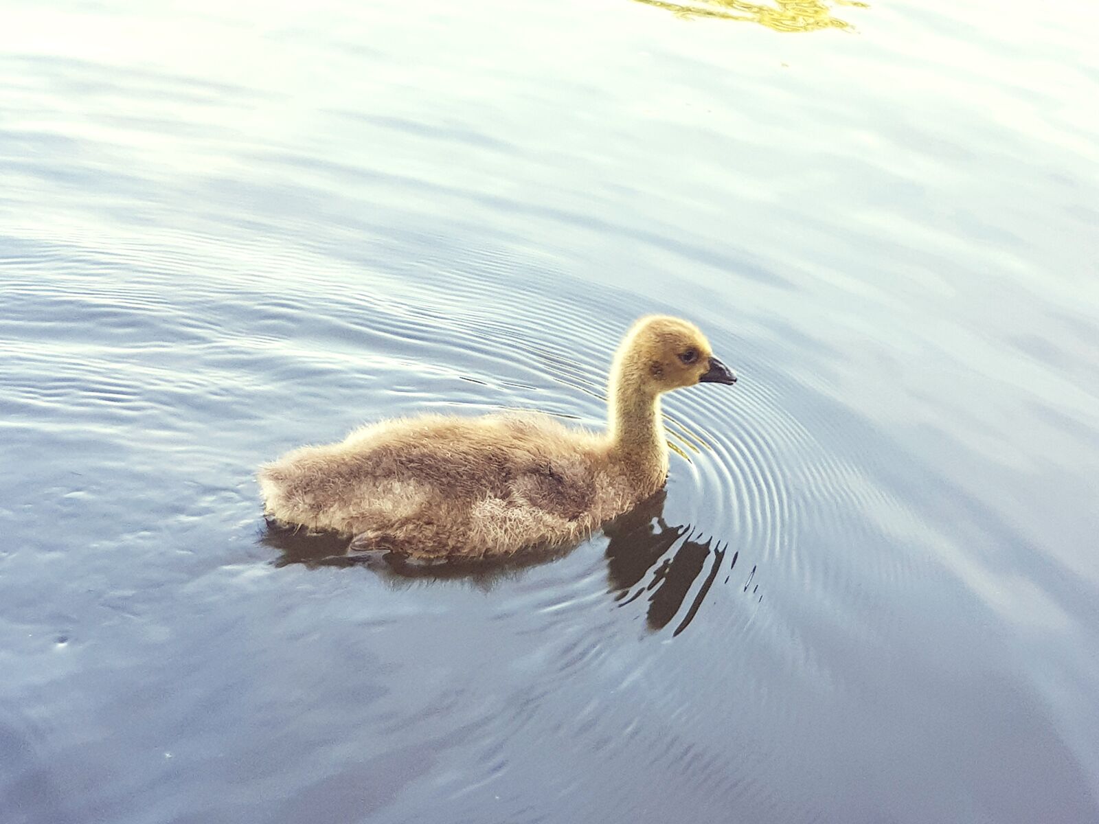 Samsung Galaxy S8 sample photo. Canada goose, chicks, water photography