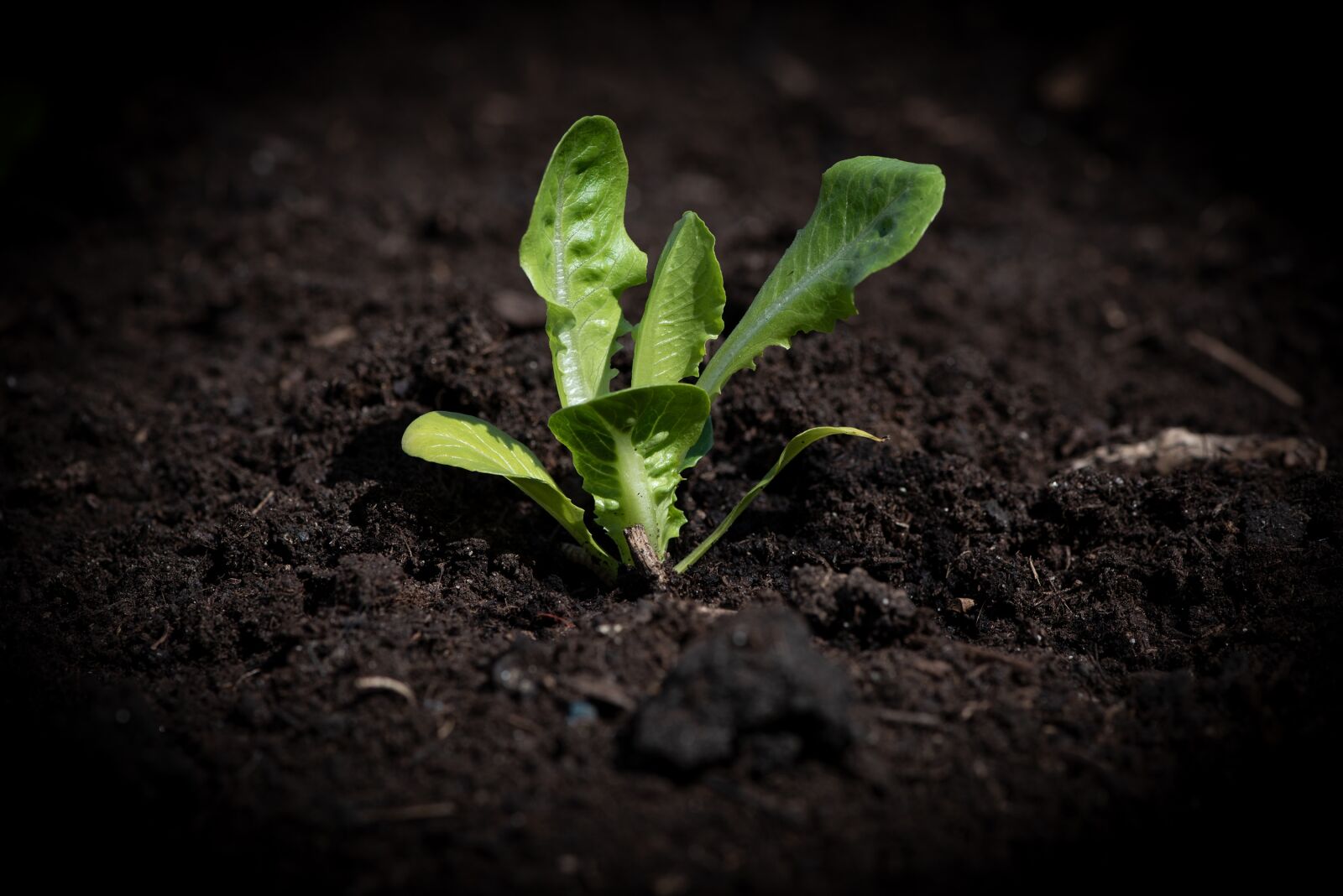 Nikon D750 sample photo. Lettuce seedling, garden, vegetable photography