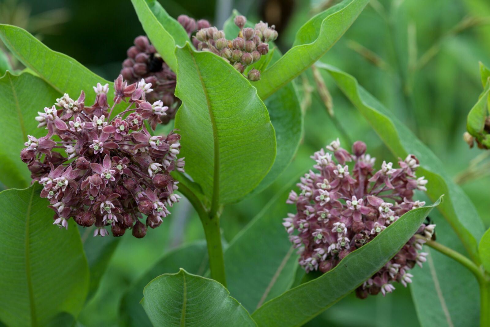 Canon EOS 5D Mark II sample photo. Milkweed, grass, bloom photography