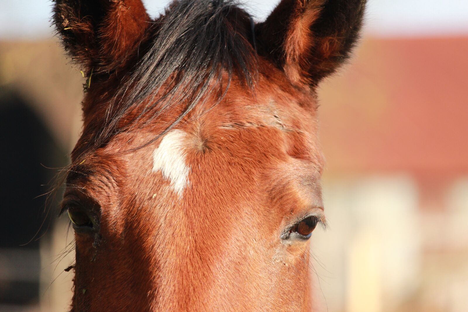 Canon EOS 1200D (EOS Rebel T5 / EOS Kiss X70 / EOS Hi) sample photo. Horses, horse, horse walker photography