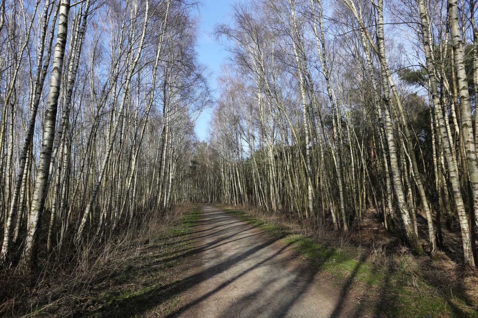 Canon EOS 5D Mark III + Canon EF 17-40mm F4L USM sample photo. Young birches, birch, spring photography
