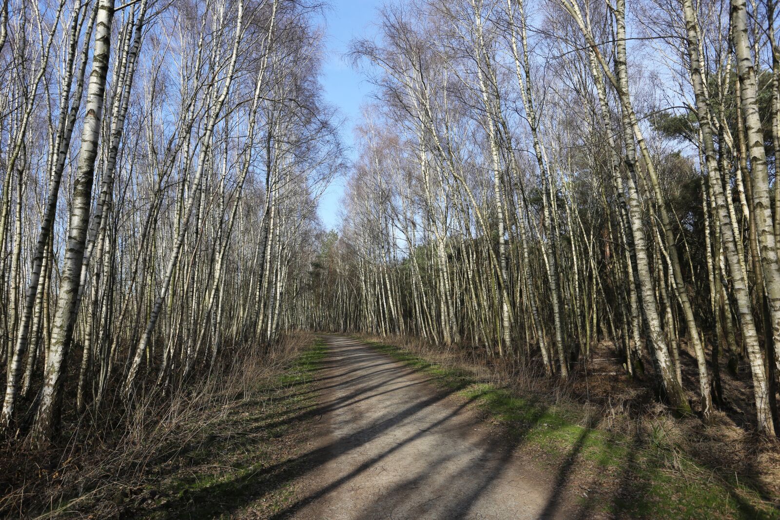 Canon EF 17-40mm F4L USM sample photo. Young birches, birch, spring photography