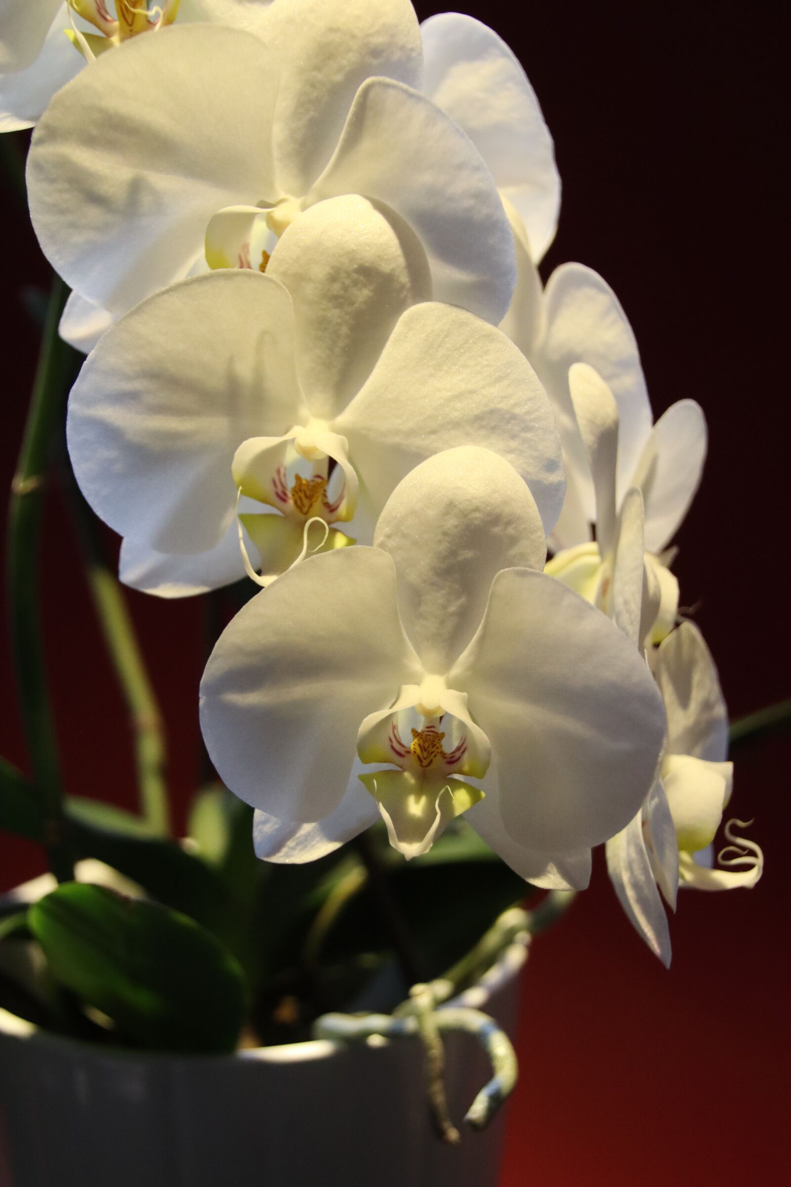 Canon EOS M50 (EOS Kiss M) sample photo. Orchid, phalaenopsis, tropical photography