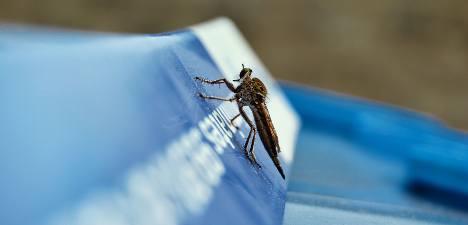 Nikon D3200 sample photo. Insect, fly, macro photography