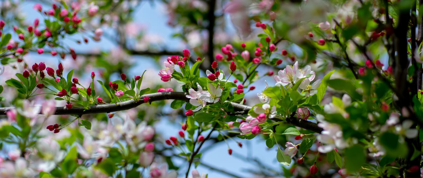 Nikon D500 sample photo. Spring, blossom, pink photography