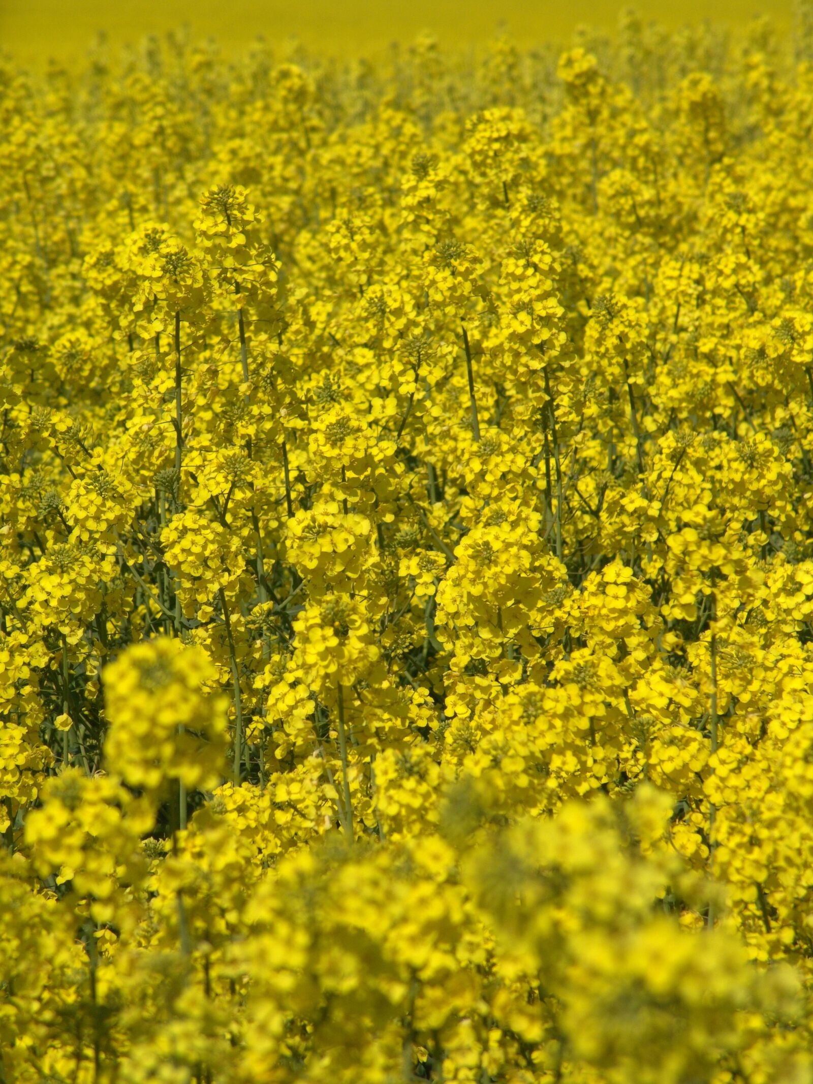 Sony DSC-F828 sample photo. Oilseed rape, field, harvest photography