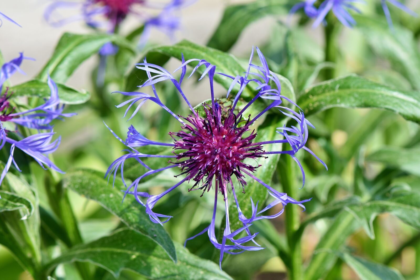 Nikon D7200 sample photo. Alpine cornflower, centaurea montana photography