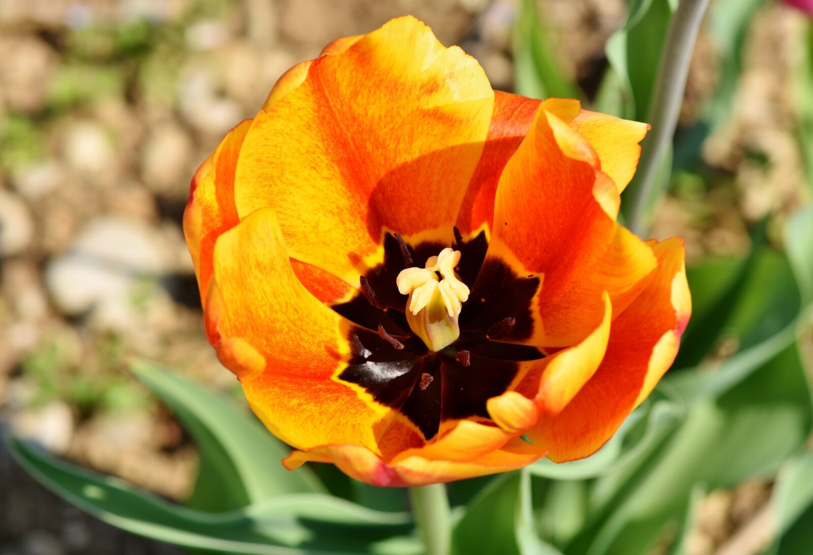 Nikon D7200 sample photo. Tulip, tulpenbluete, blossomed photography