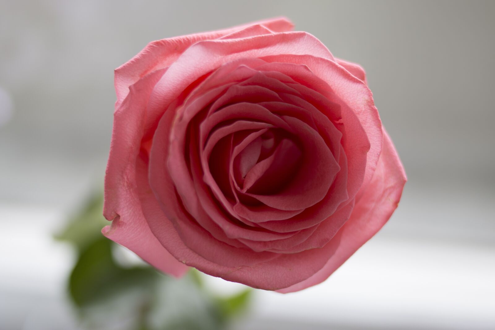 Canon EOS 70D + Canon EF 35mm F2 sample photo. Rose, pink, macro photography