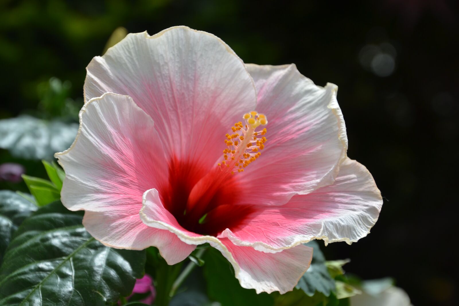 Nikon D3100 sample photo. Flower, bloom, rose photography