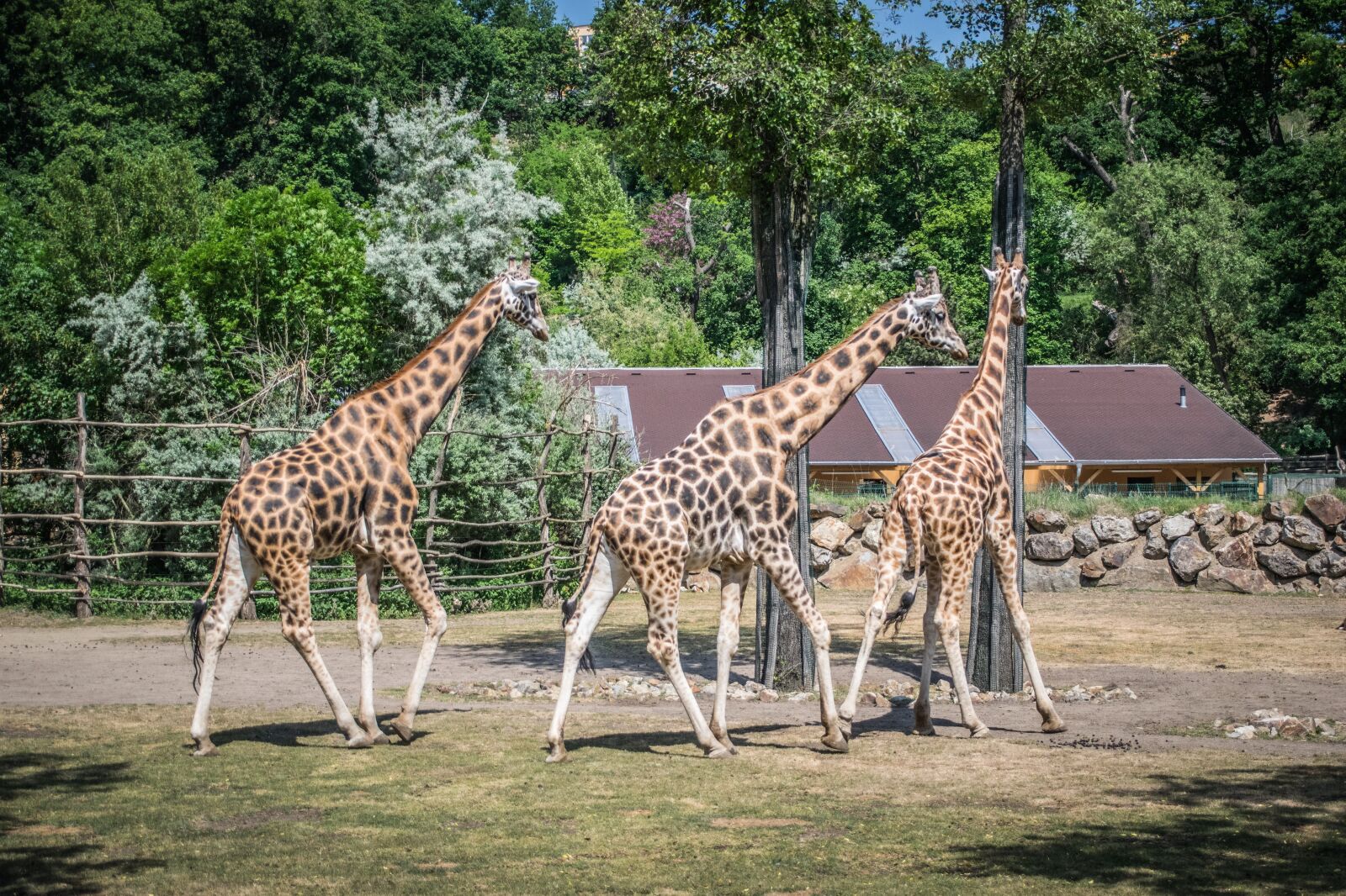 Nikon D5300 sample photo. Giraffe, fauna, pilsen zoo photography