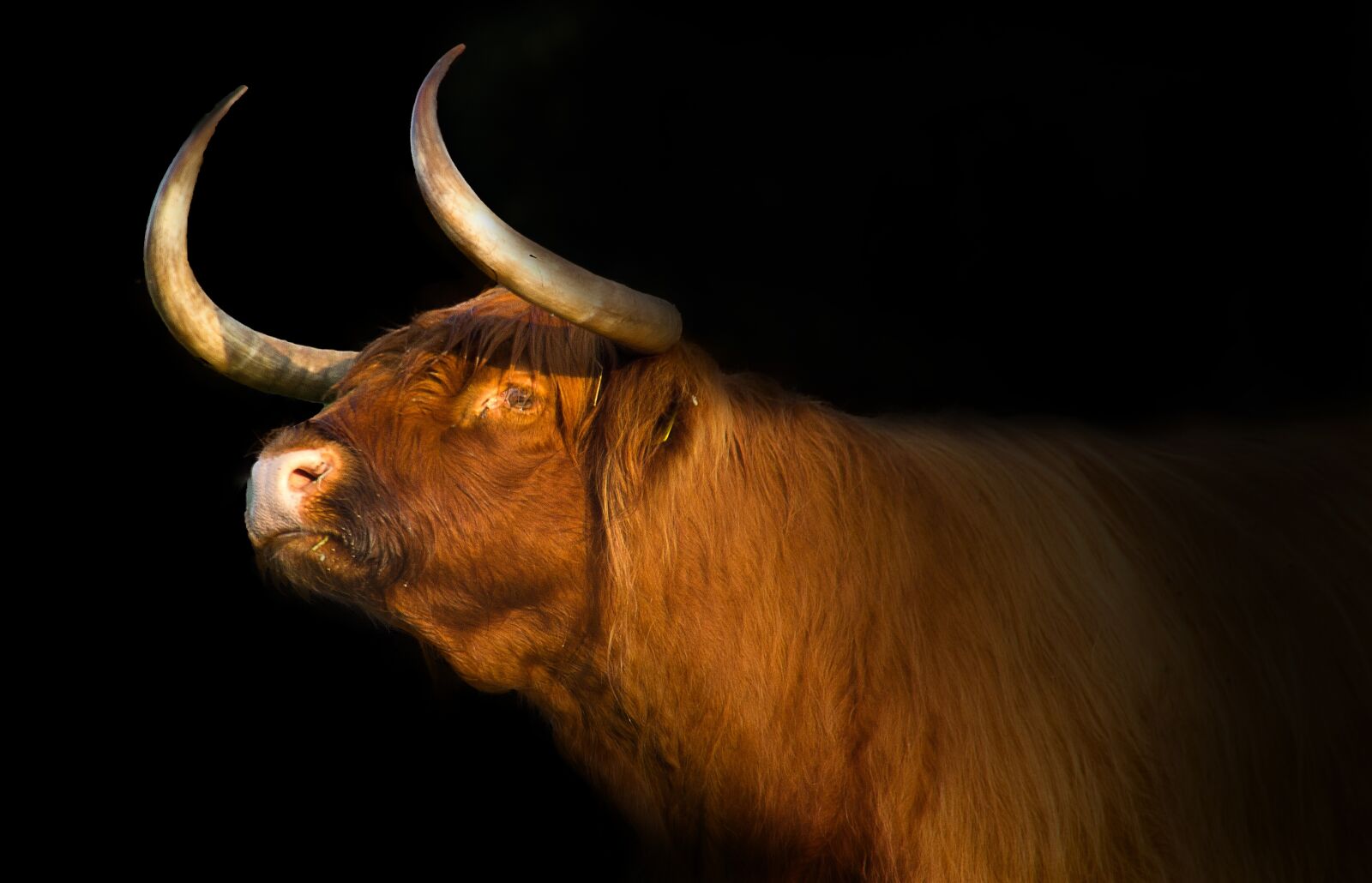 Canon EOS 550D (EOS Rebel T2i / EOS Kiss X4) sample photo. Scottish highlander, bull, mammals photography