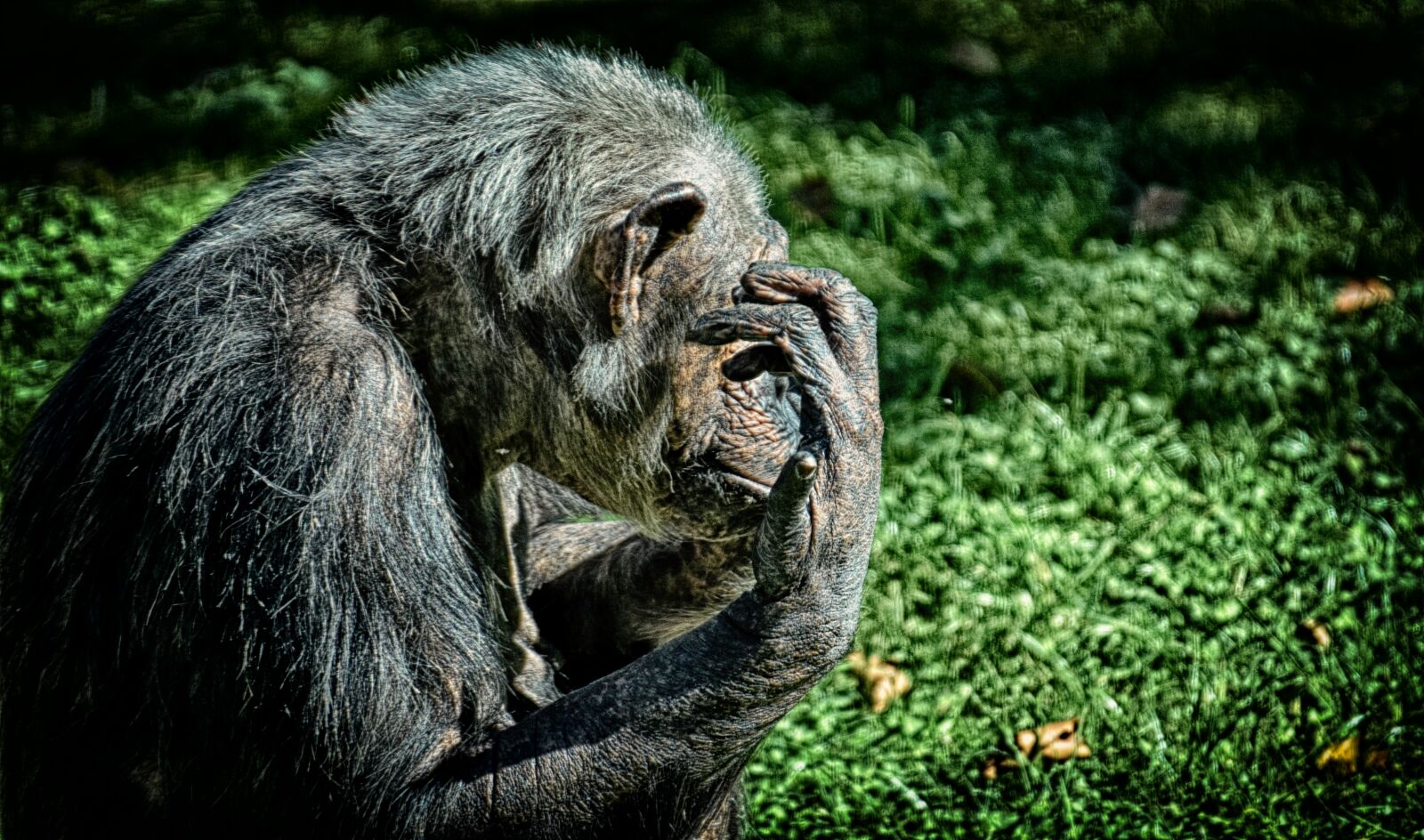 Nikon D7200 sample photo. Chimpanzee, monkey, animal world photography