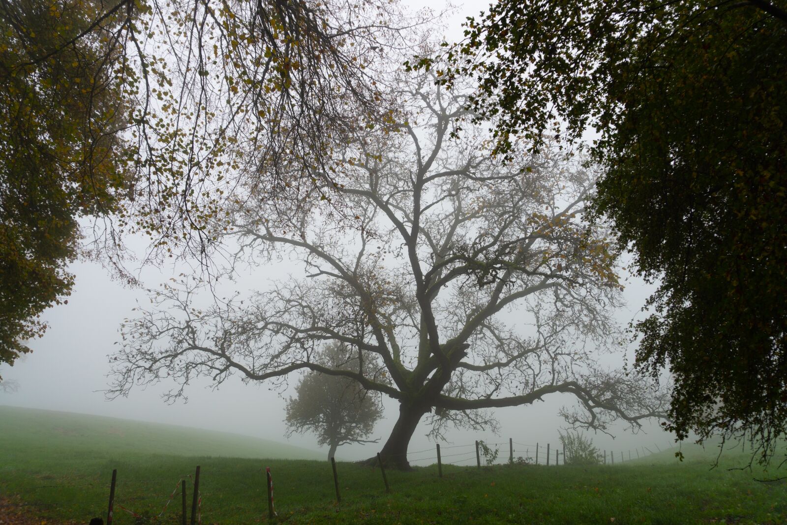 Sony a6500 sample photo. Trees, fog, autumn photography