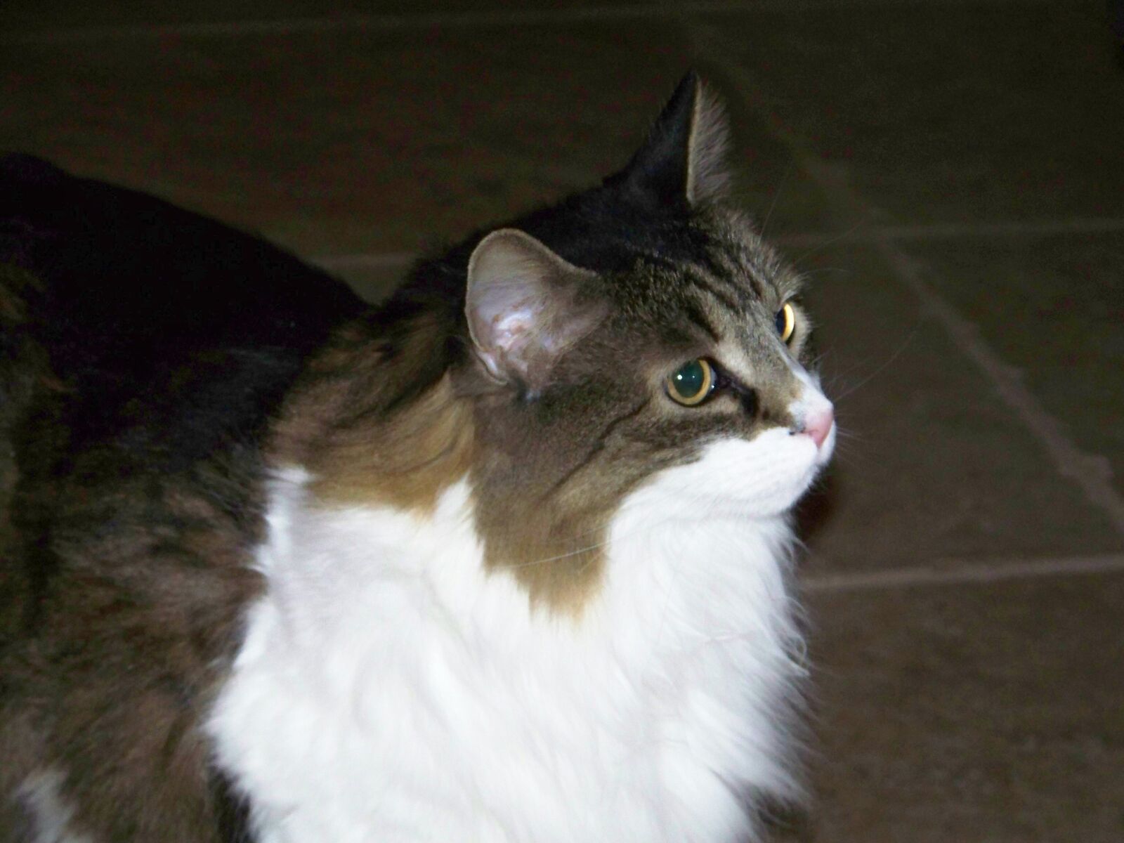 Kodak Z712 IS ZOOM DIGITAL CAMERA sample photo. Cat, pet, multi white photography