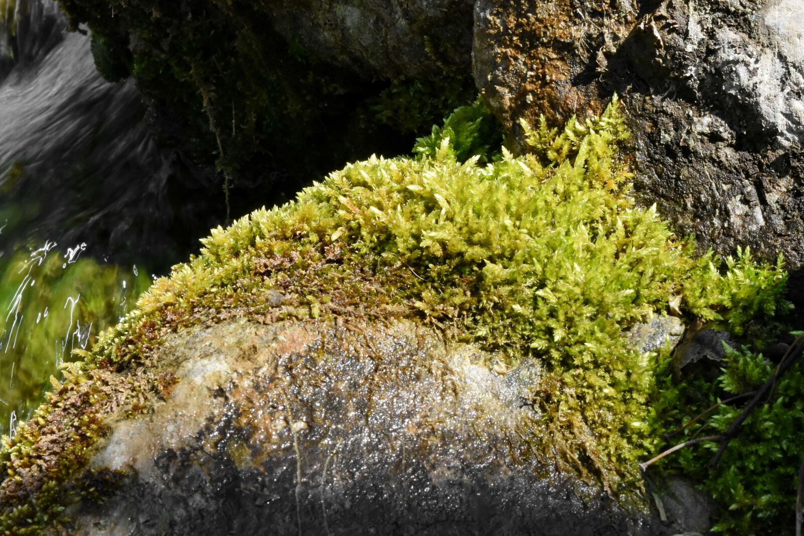 Nikon D5500 sample photo. Lichen, riverbank, nature, plant photography