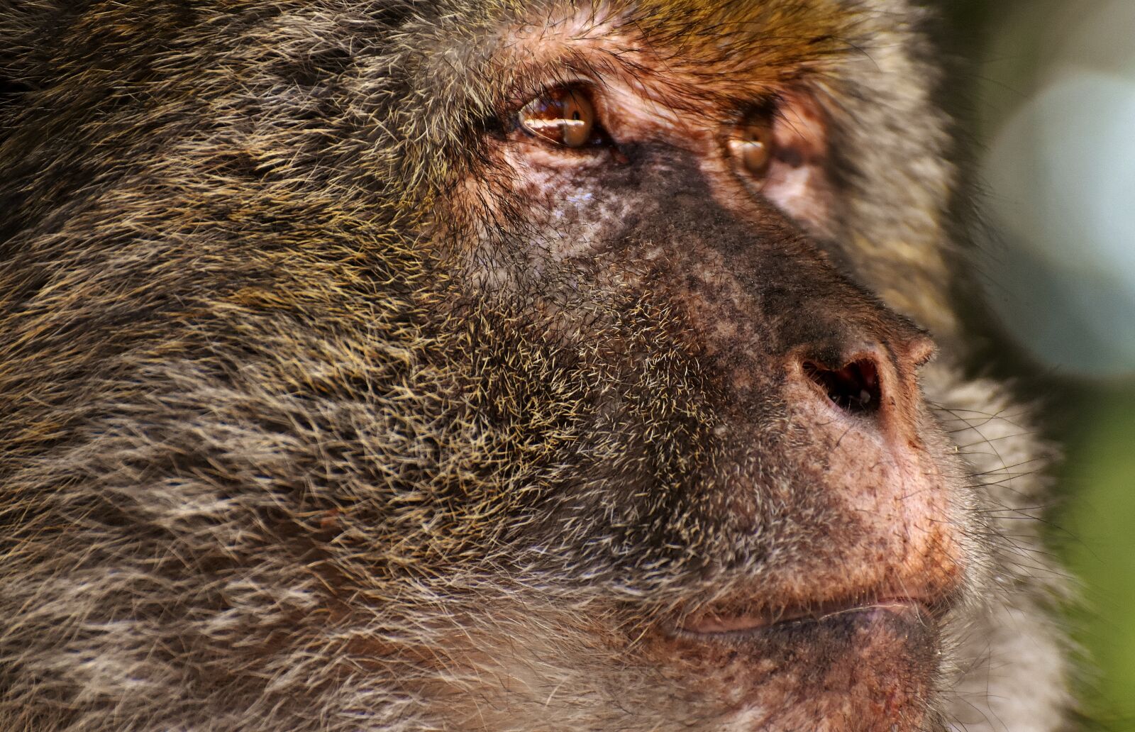 Nikon D7200 sample photo. Barbary ape, endangered species photography