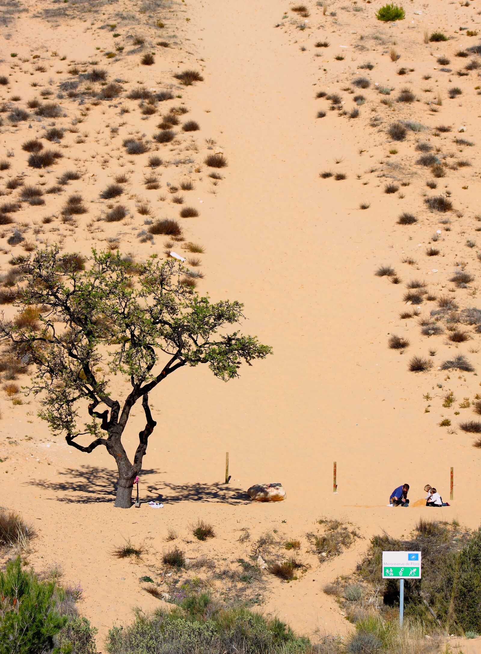 Canon EOS 500D (EOS Rebel T1i / EOS Kiss X3) sample photo. Arenal, desert, tree photography