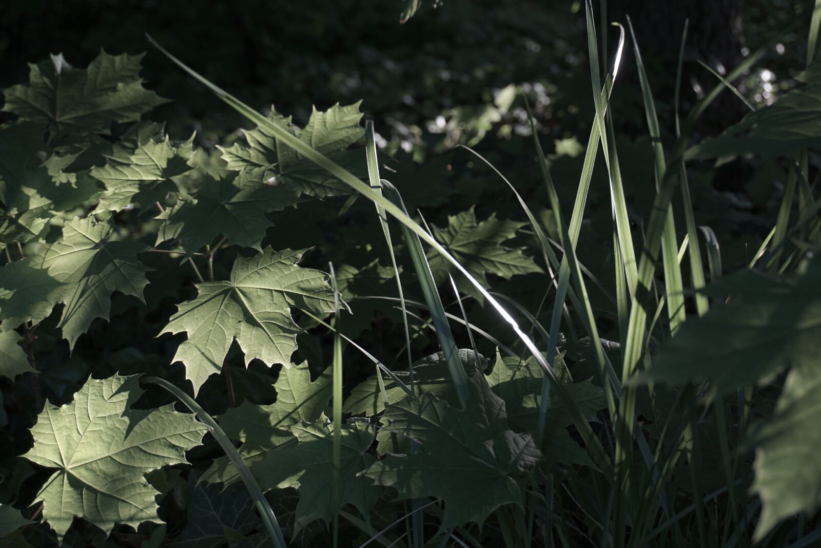 Sony a6000 sample photo. Bztrcnuemiw, btrceunxwmi, tvcrzneuxm photography