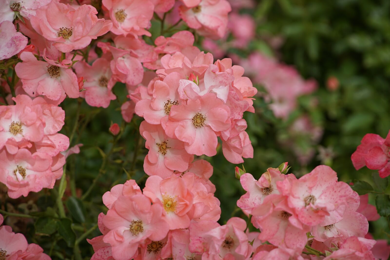 Sony a7R II + Sony E PZ 18-105mm F4 G OSS sample photo. Wild roses, flowers, pink photography