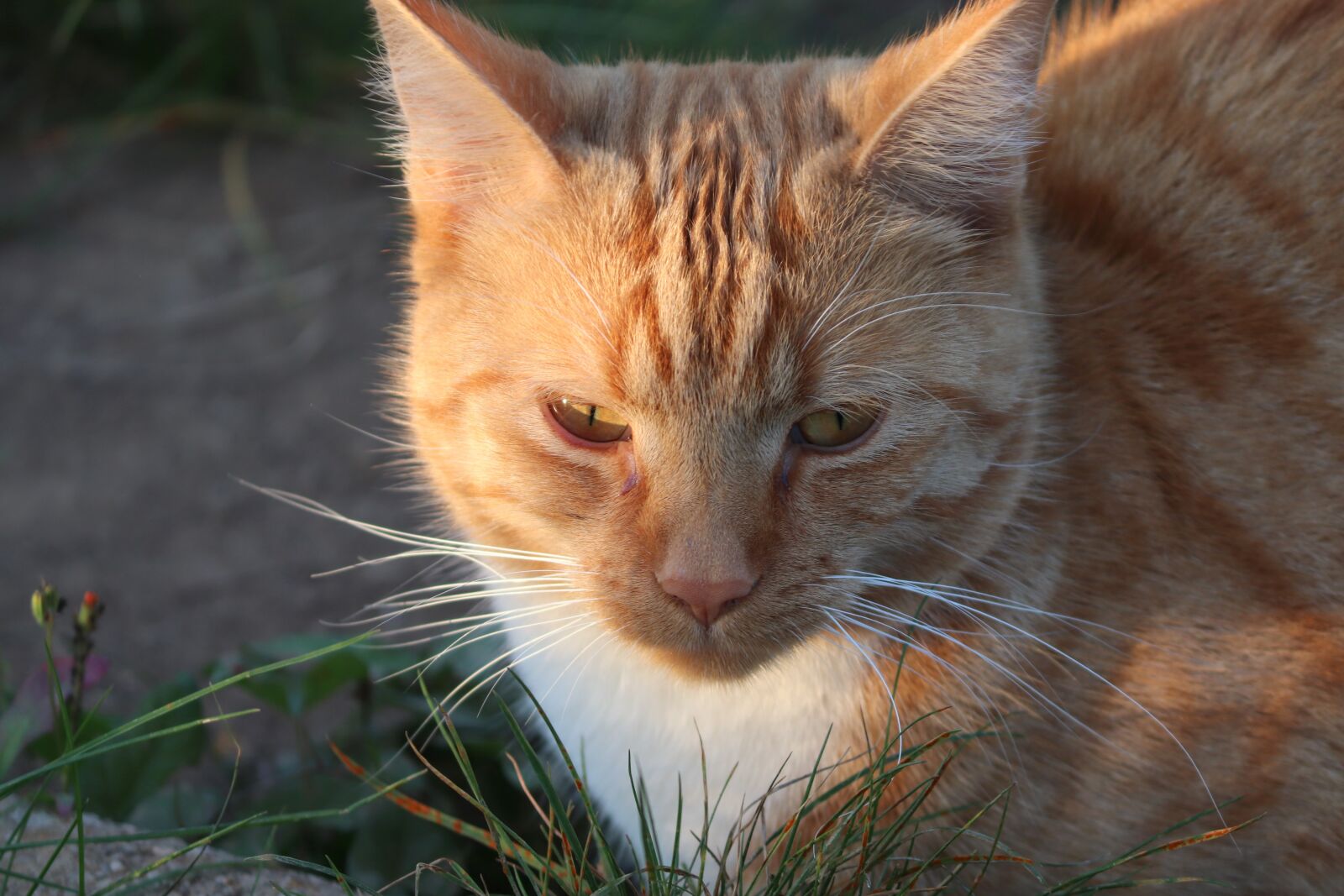 Canon EOS 200D (EOS Rebel SL2 / EOS Kiss X9) sample photo. Cat, feline, orange tabby photography