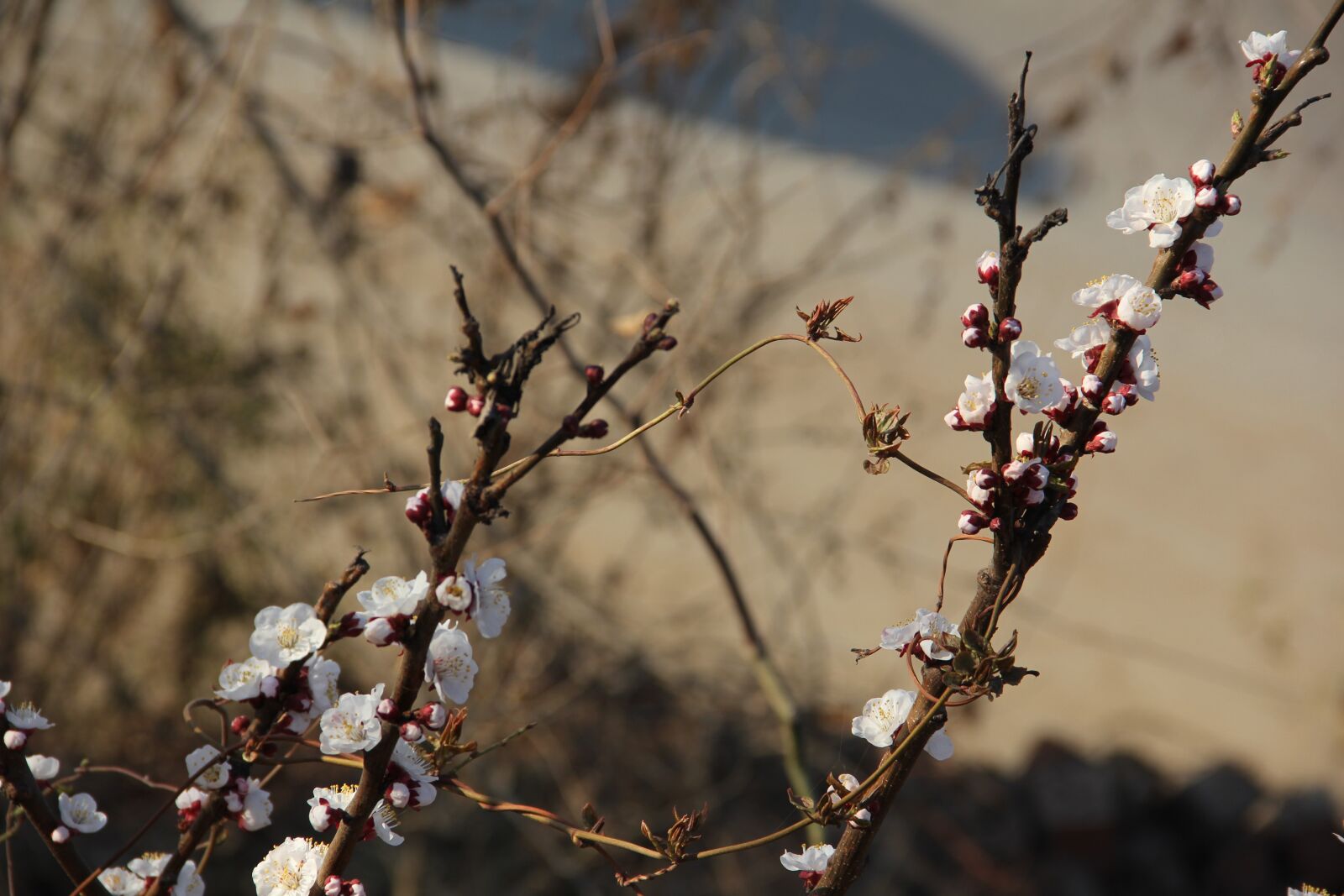 Canon EOS 60D sample photo. Apricot, white apricot flowers photography