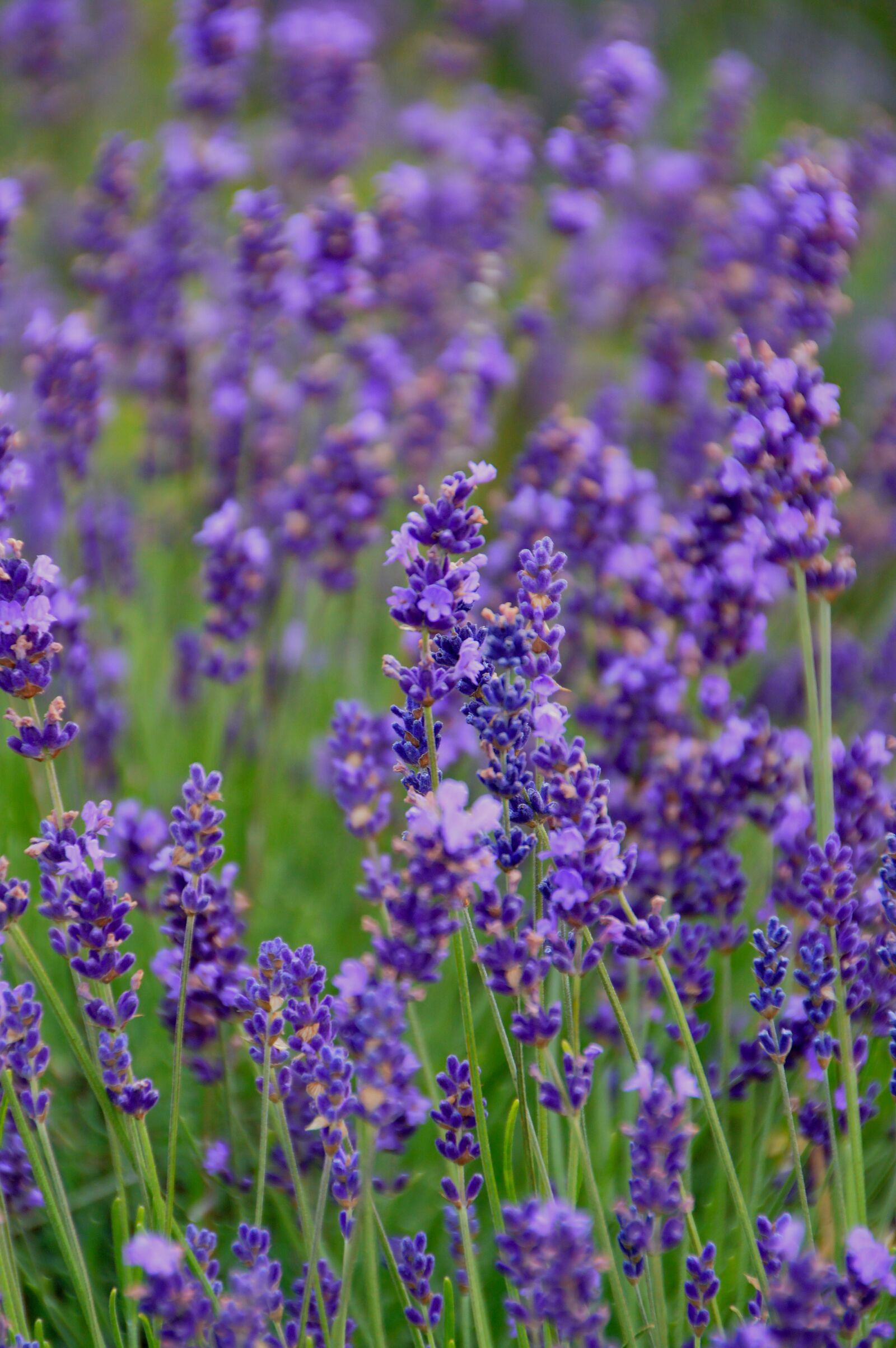 Nikon D3200 sample photo. Flower, plant, nature photography