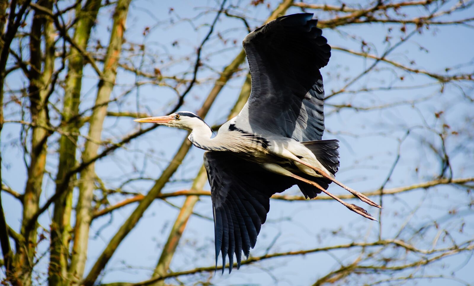 Nikon D7000 sample photo. Animal, avian, bird photography