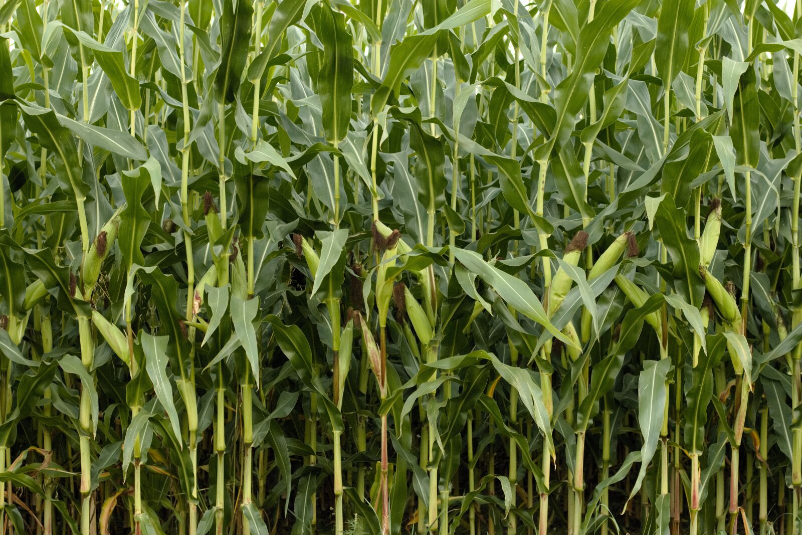 Canon EOS 7D Mark II sample photo. Corn, green, nature photography