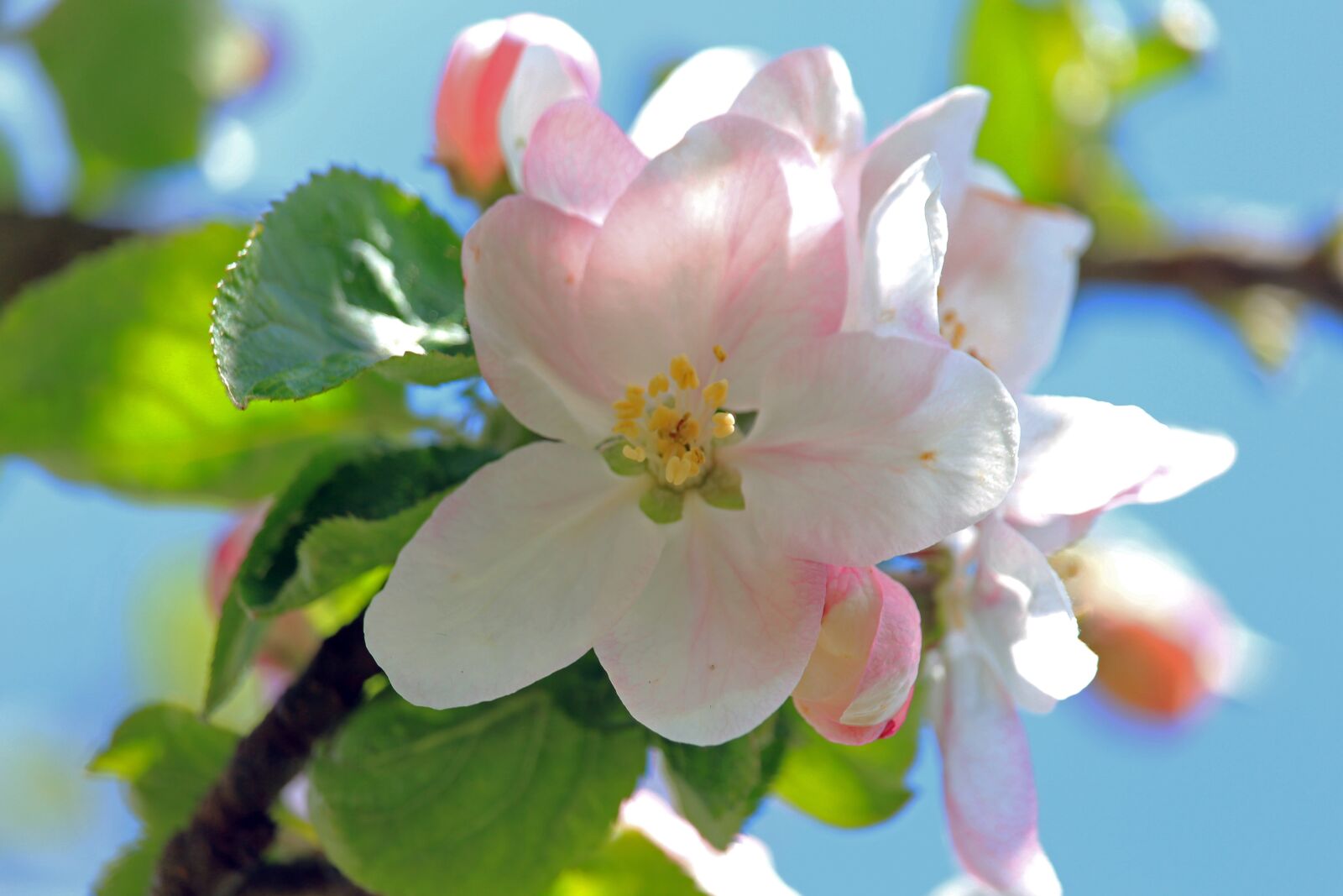 Canon EOS 700D (EOS Rebel T5i / EOS Kiss X7i) sample photo. Apple blossom, spring, apple photography