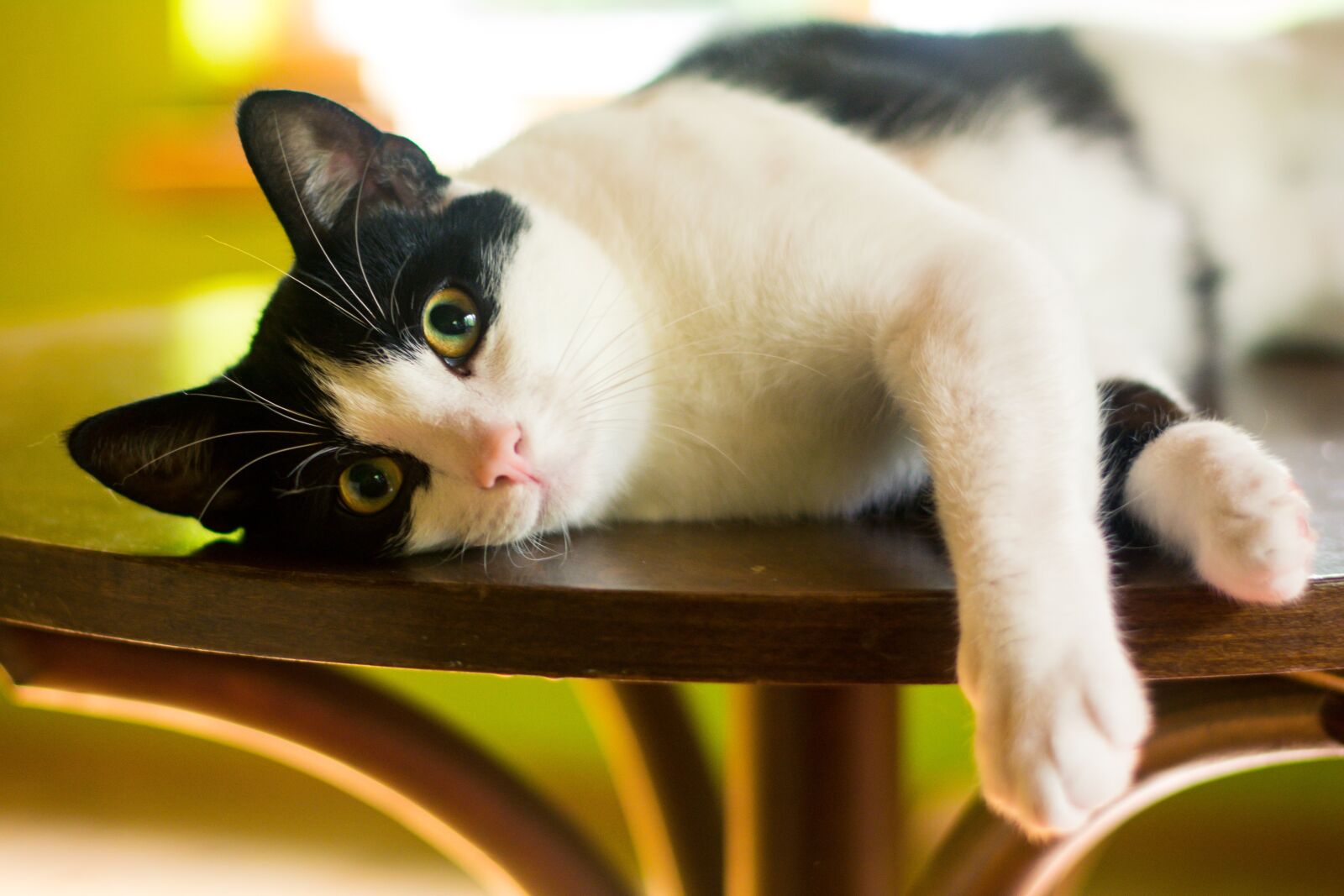 Nikon D5200 sample photo. Cat, kitten, domestic cat photography