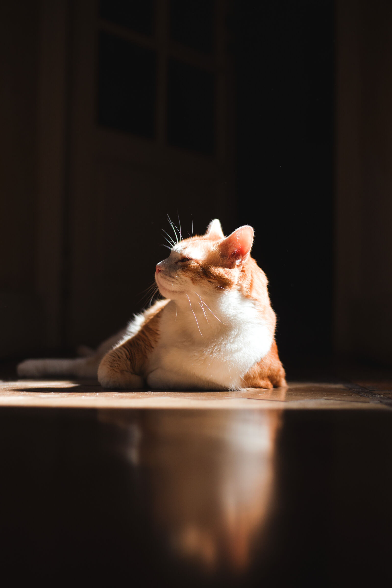 Canon EOS 6D sample photo. Cute, cat, resting, on photography