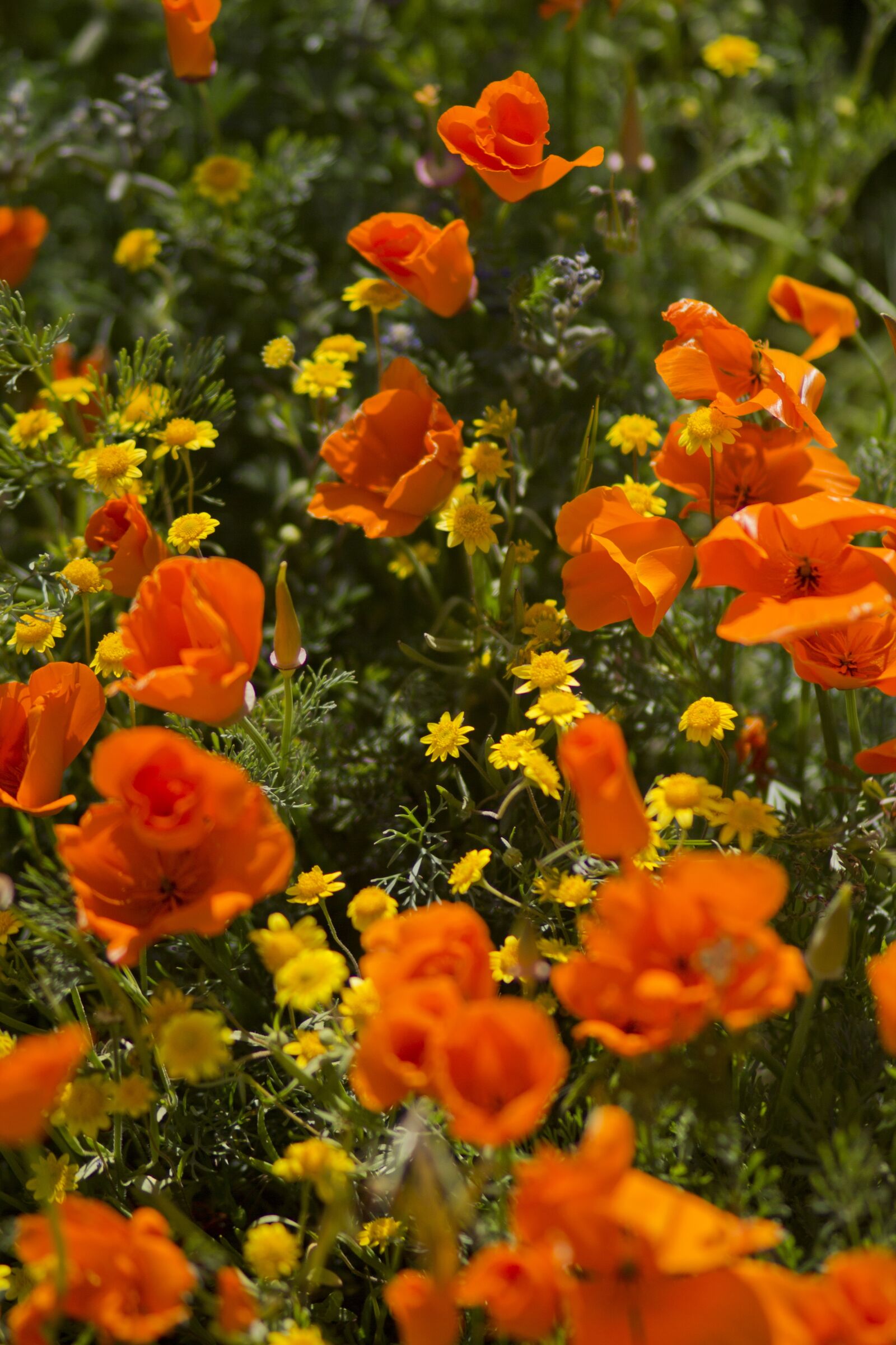 Canon EF 100mm F2.0 USM sample photo. Poppies, flowers, poppy photography