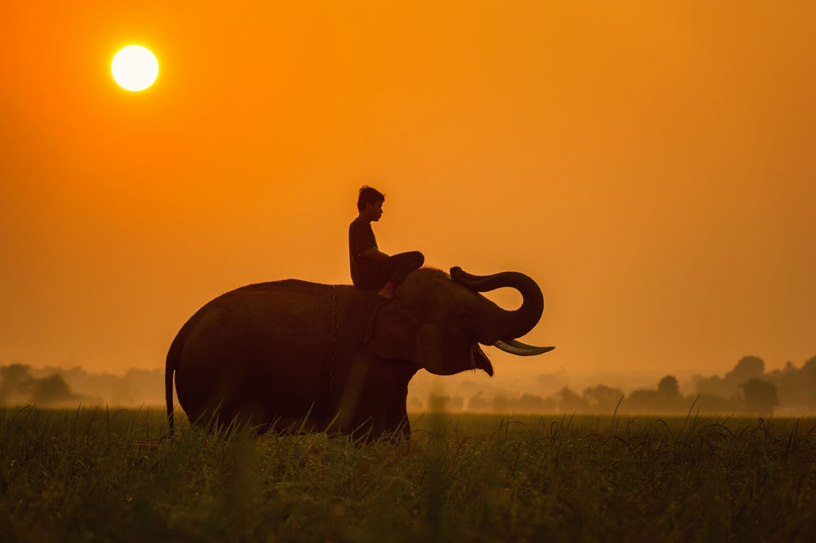 Nikon D3S sample photo. Animals, asia, cambodia photography