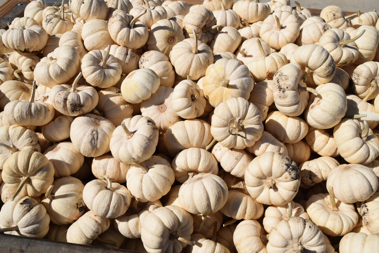Nikon D3300 sample photo. Autumn, fall, pumpkin photography