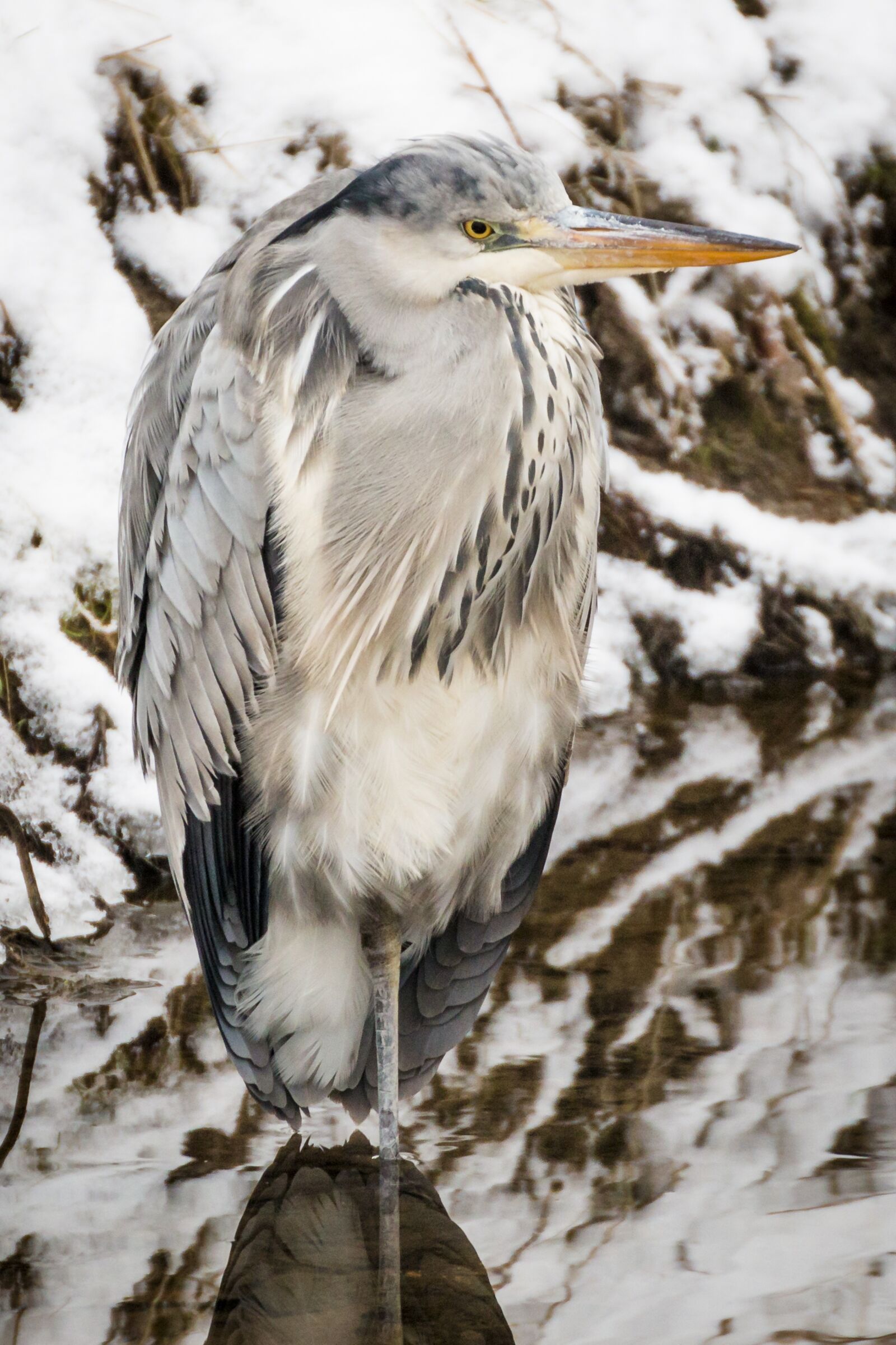 Canon EOS 70D sample photo. Heron, grey heron, fish photography