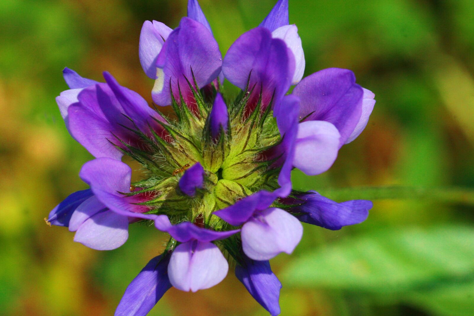Canon EOS 30D sample photo. Grass bitumen, flower, nature photography