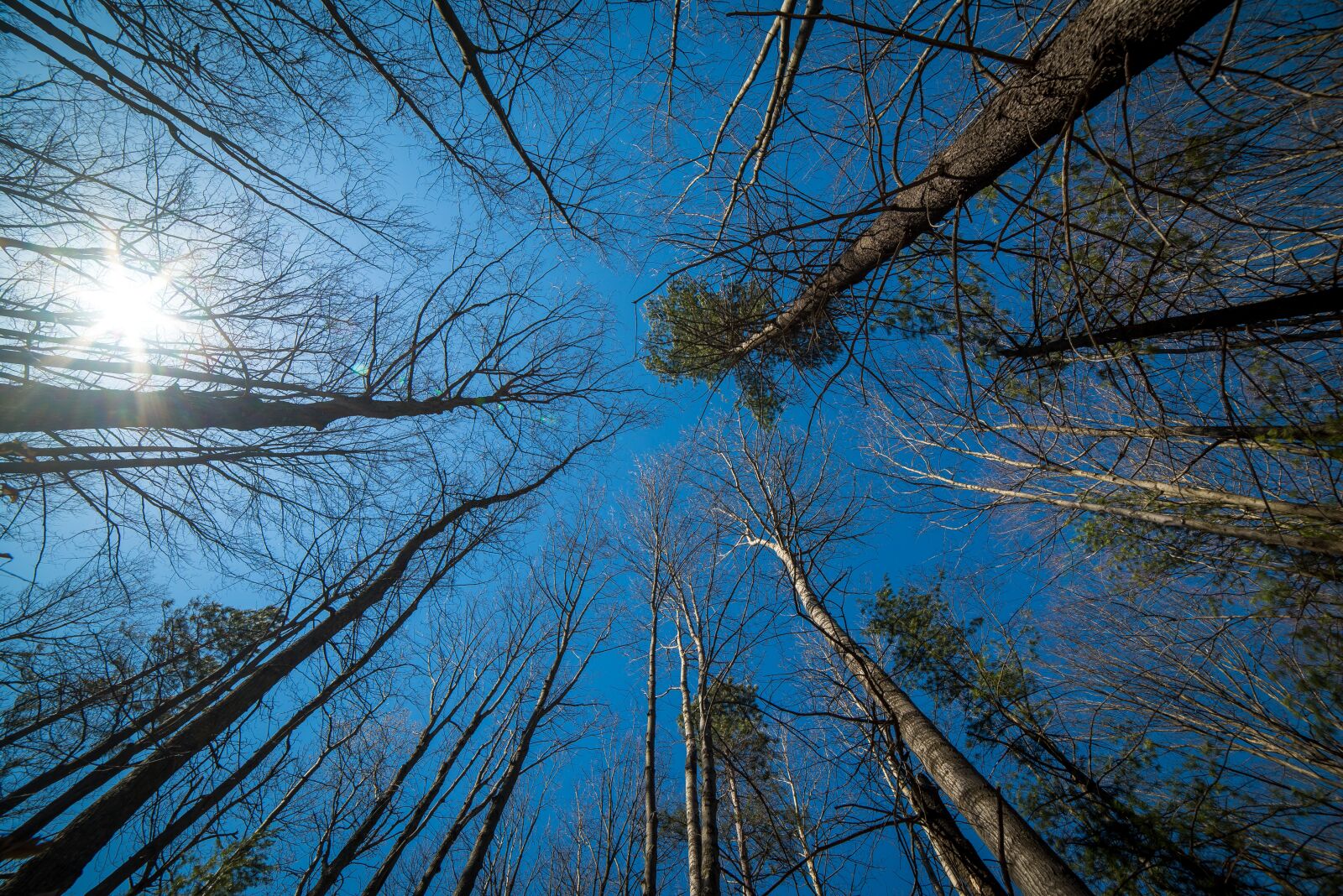 Nikon D810 sample photo. Trees, perspective, wood photography
