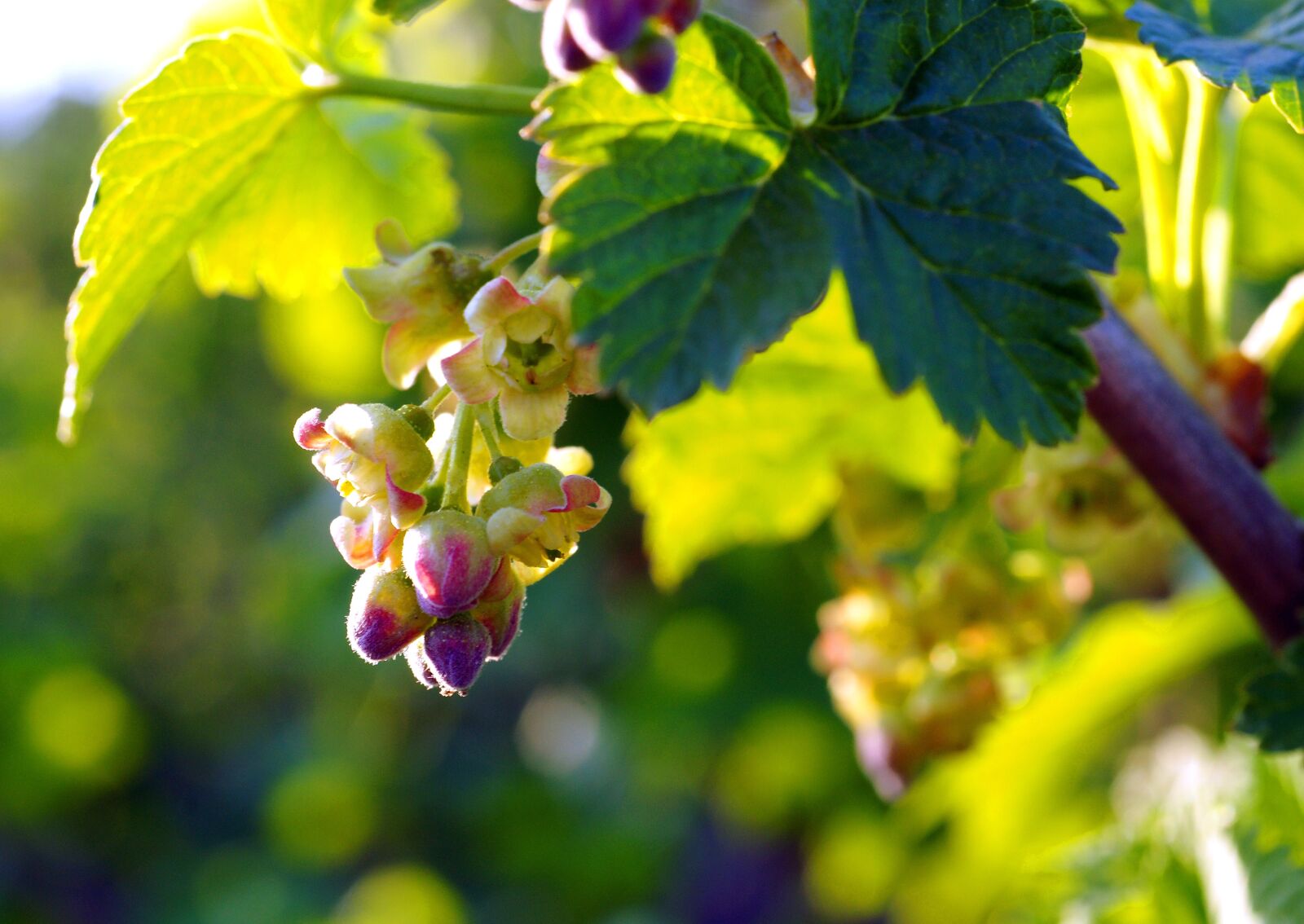 Sony Alpha DSLR-A850 sample photo. Flowers, bloom, black currant photography