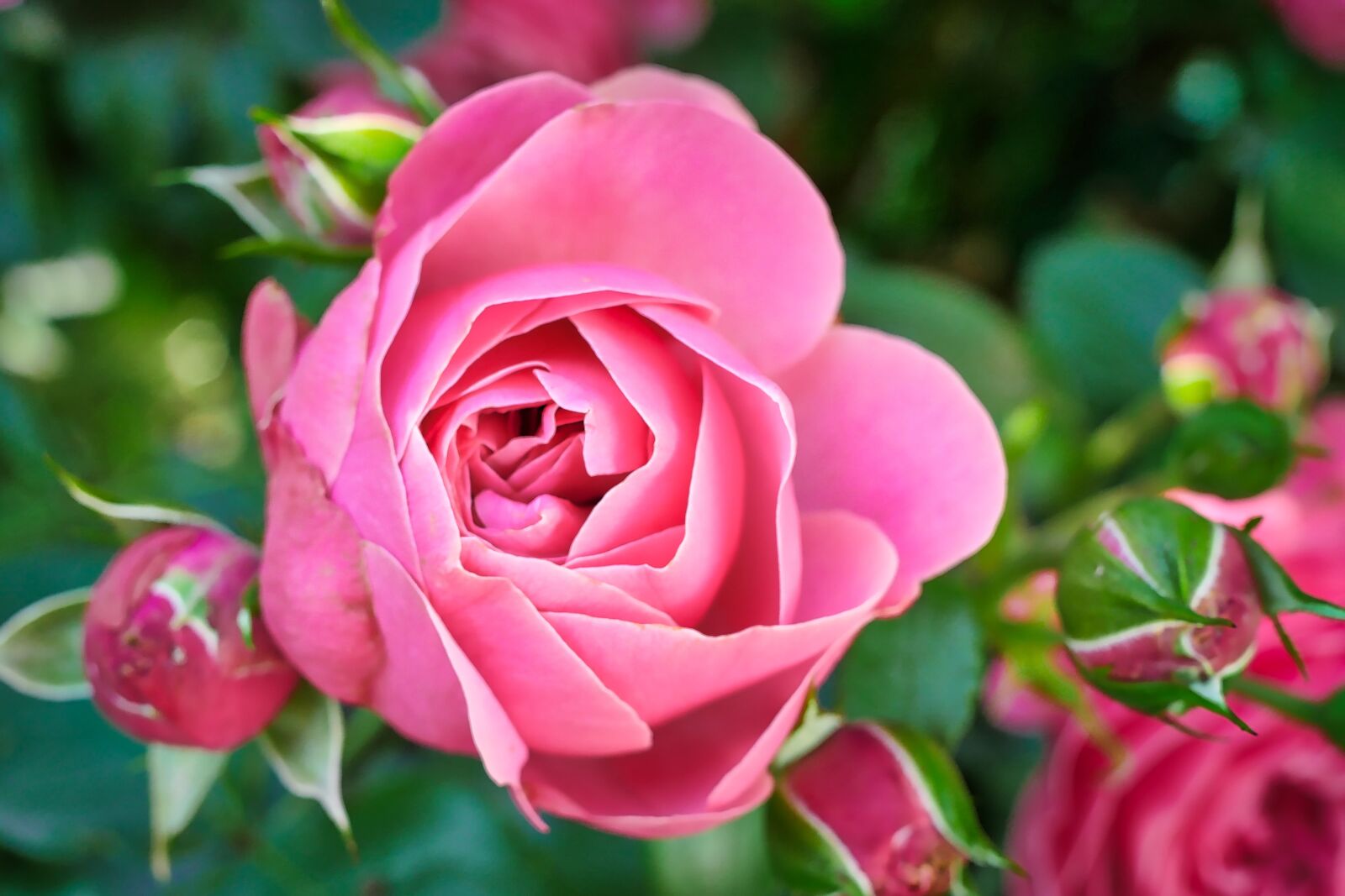 Panasonic Lumix DMC-GX8 sample photo. Rose, flower, blossom photography