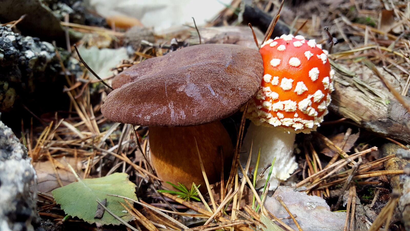 Samsung Galaxy S6 sample photo. Mushroom, fly agaric, autumn photography